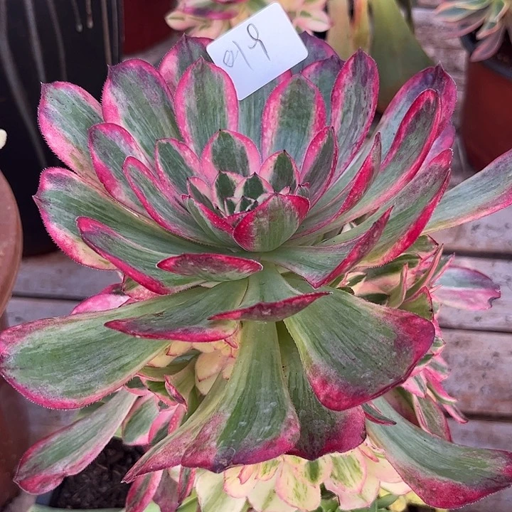 小*?019孔雀翎多肉植物