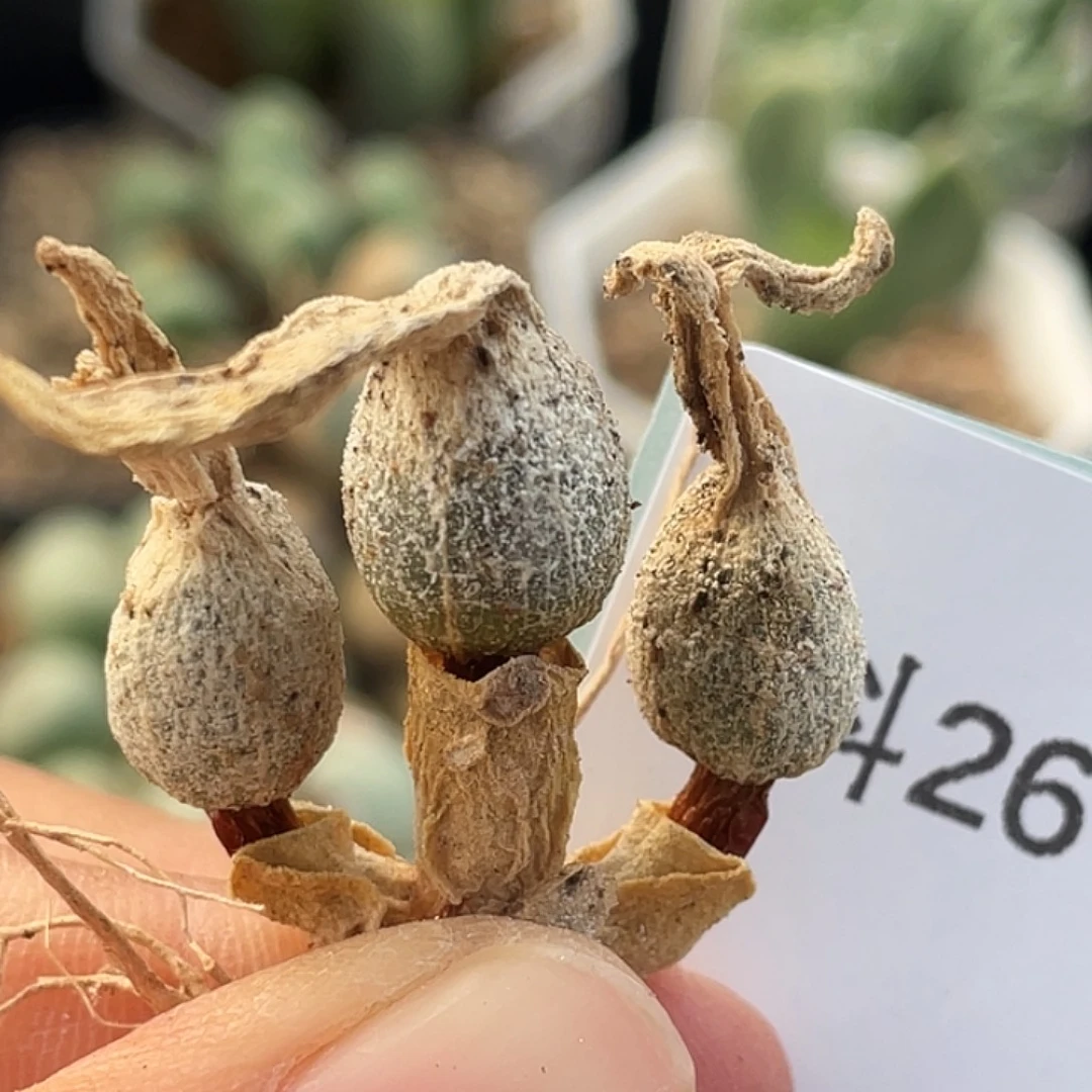 26-107哈默兔多肉植物