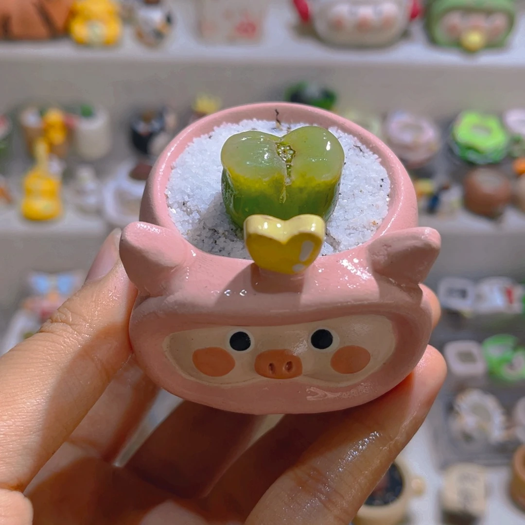 023高端多肉毛汉尼带盆38