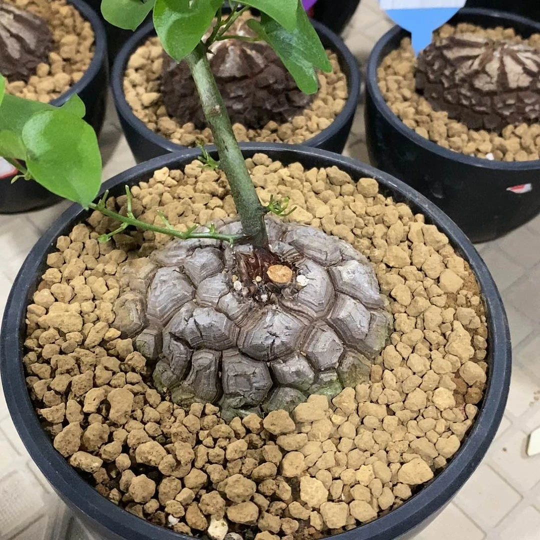 三***天南非龟甲龙龟甲龙