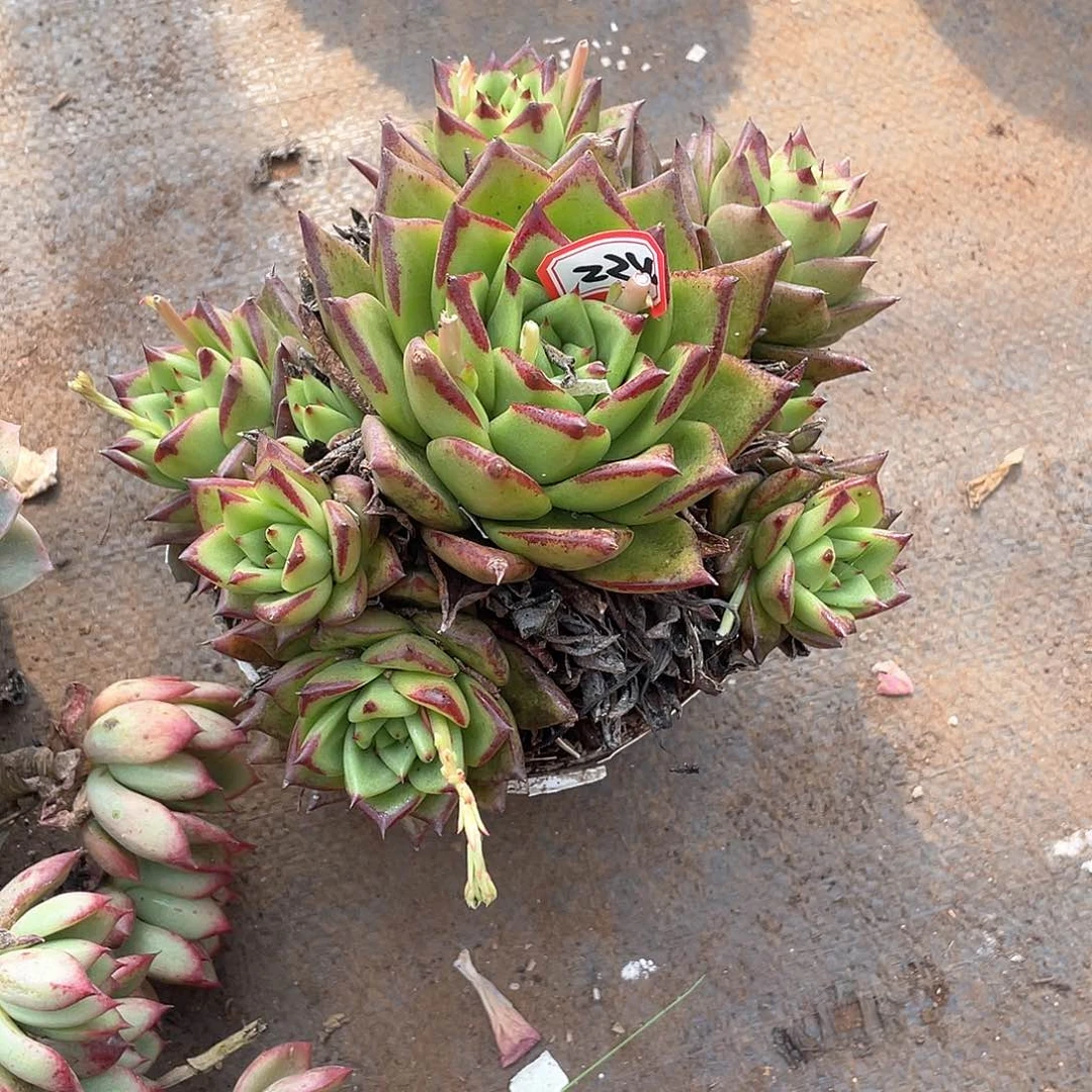 224口红 一物一拍多肉