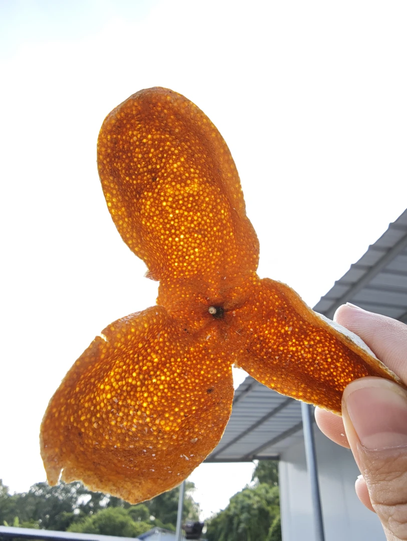 广西浦北大红皮生晒茶枝柑皮