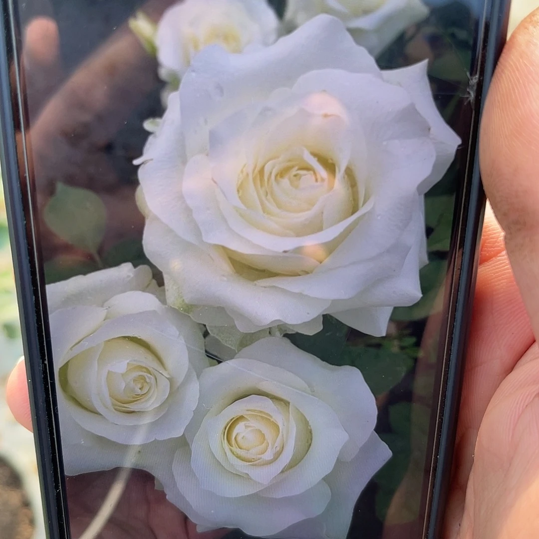 无花朵———白巧克力 福利款