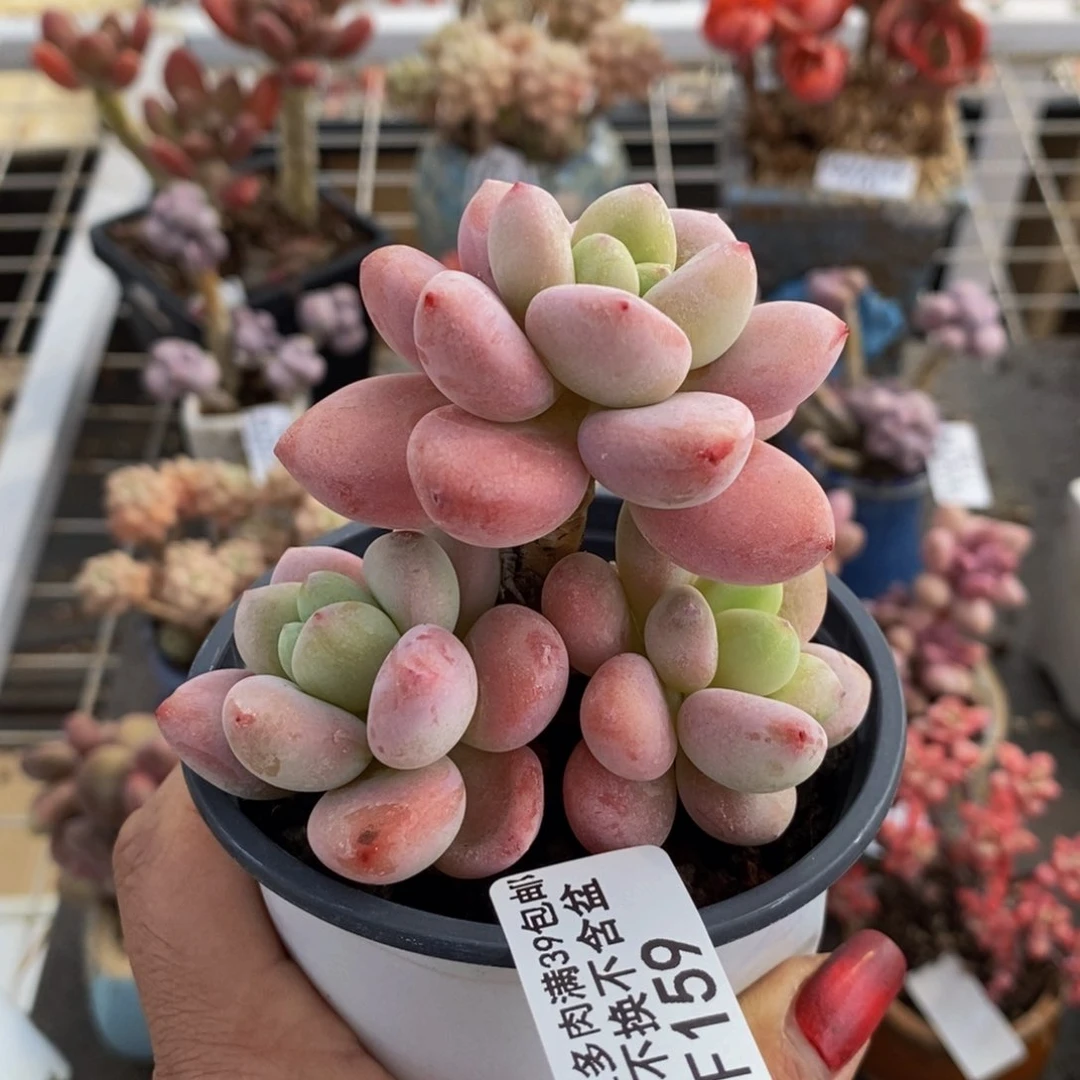 樱花洛神159/7c m