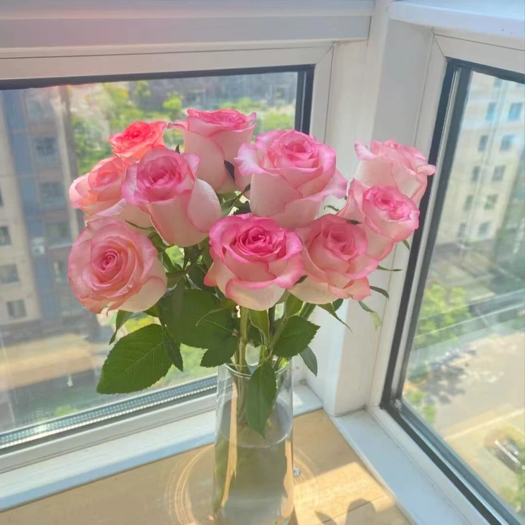 爱莎玫瑰十支（今天发明天到全场任意两单包邮到家）