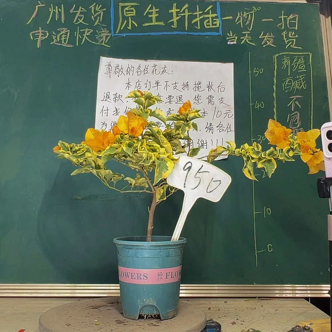 当前无花栽培后可以开花金边黄950