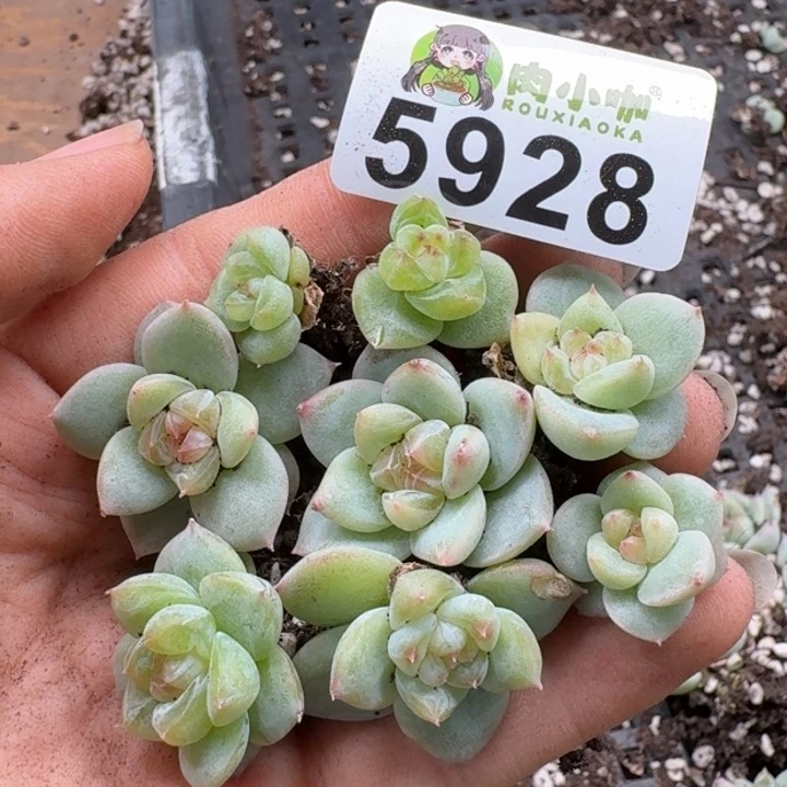 多肉植物多肉植物