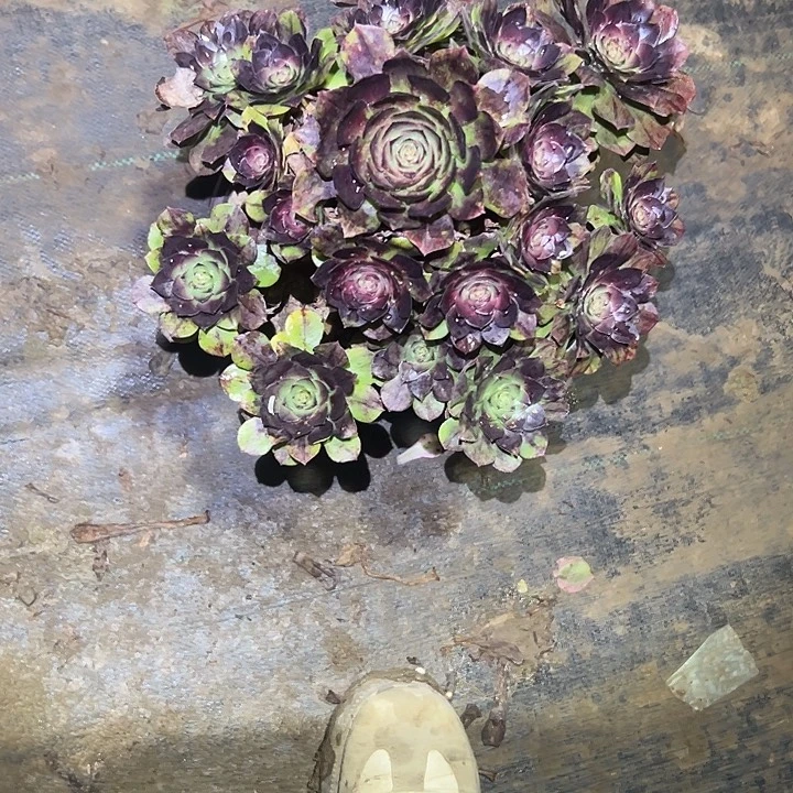 一单包邮不包侧枝38