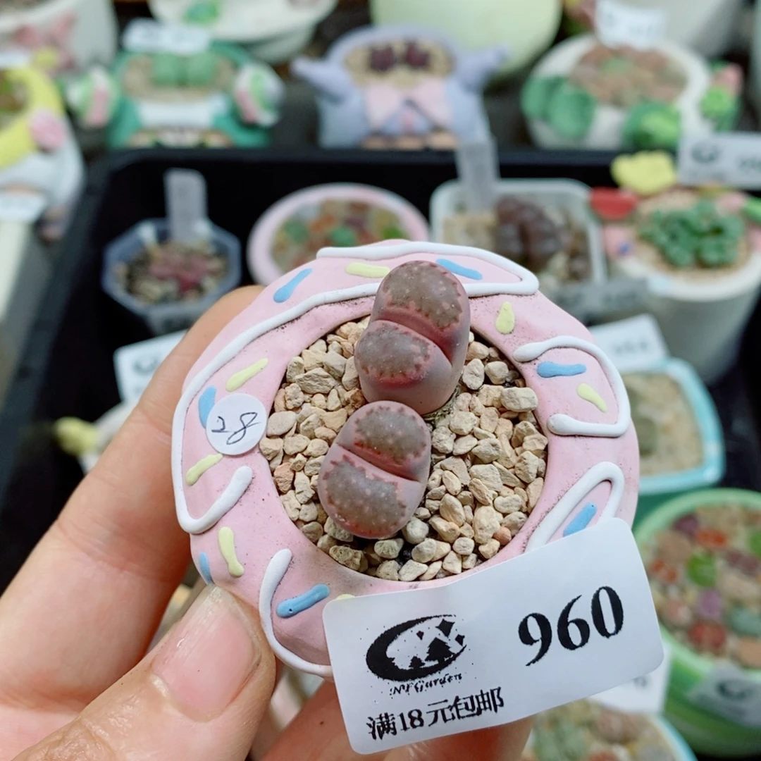 生石花花花花花花花960