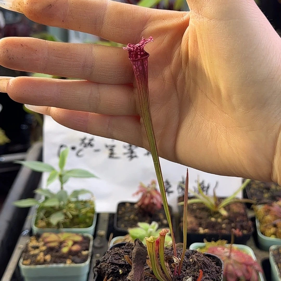 完全开放SL7瓶子草瓶子