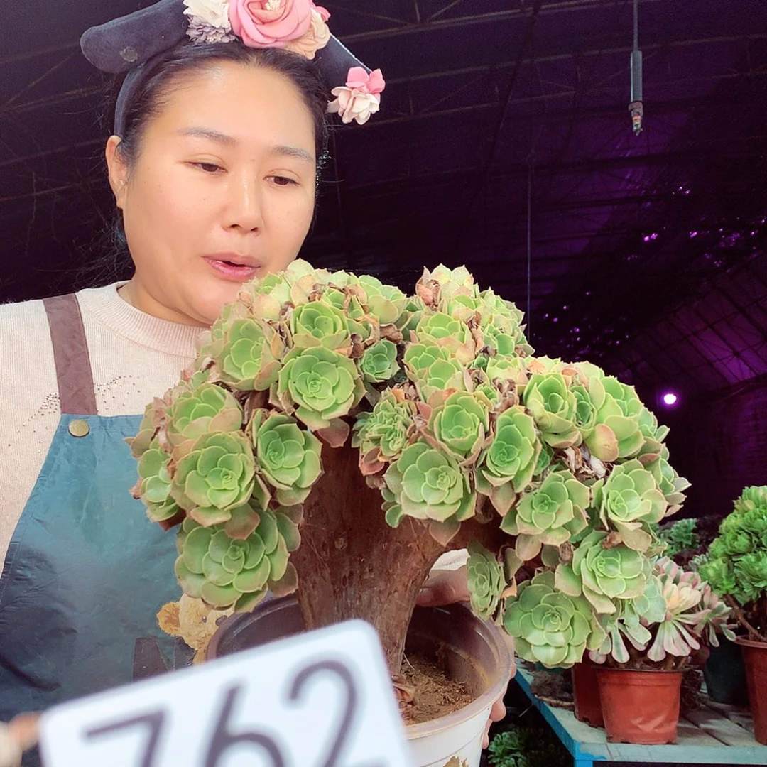 柒柒精品多肉脱土发货不包断侧枝762
