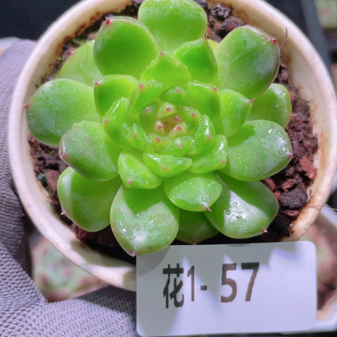 花利美 1-57新品珍妮