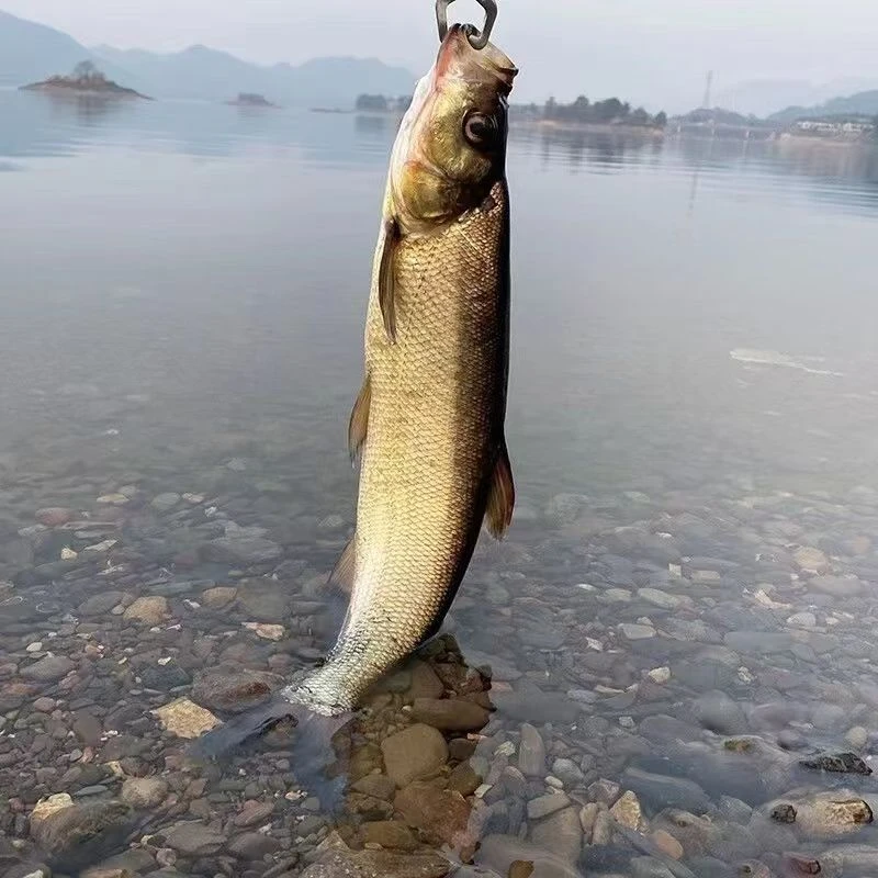 翘嘴岛子大白鱼东北冷水鱼顺丰冷链包邮