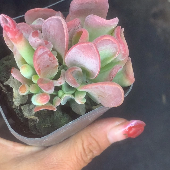 火狐狸。（满9.99包邮不满9.99发叶子）