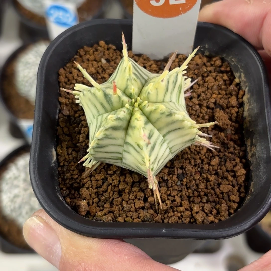 92斑马魁伟玉锦带盆