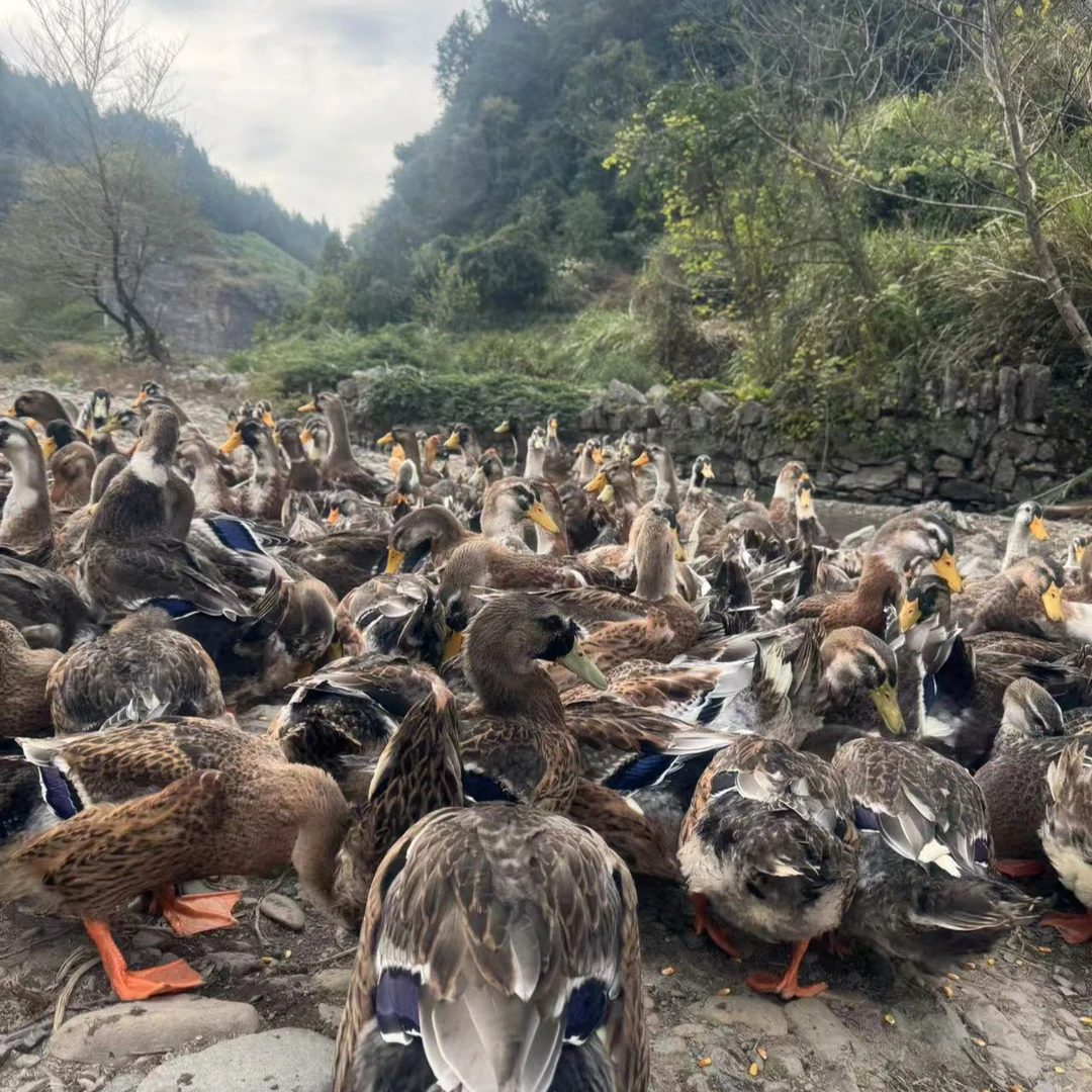 湘西农家河边散养绿头鸭