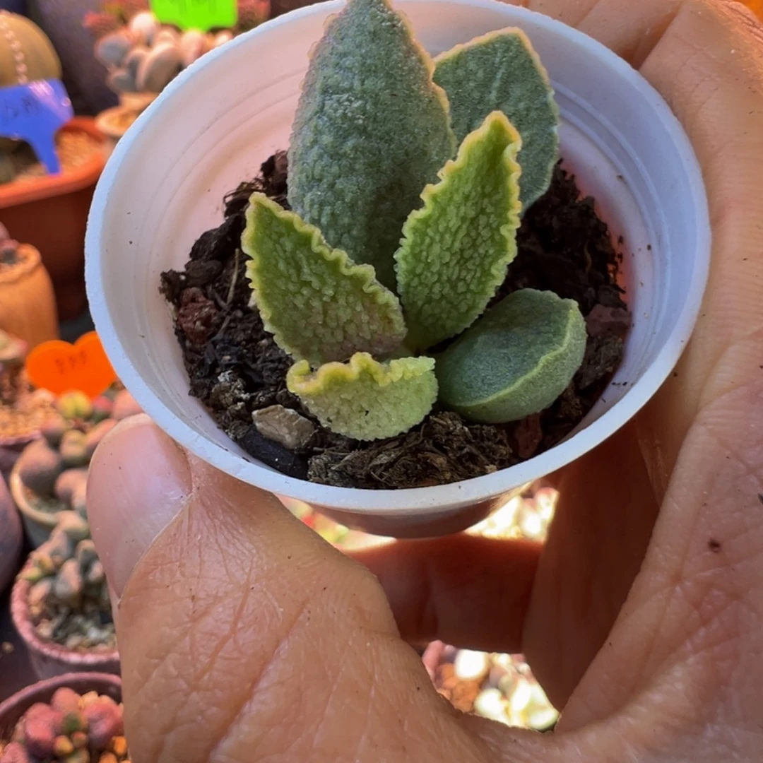 好吧好嘛我也想你了我