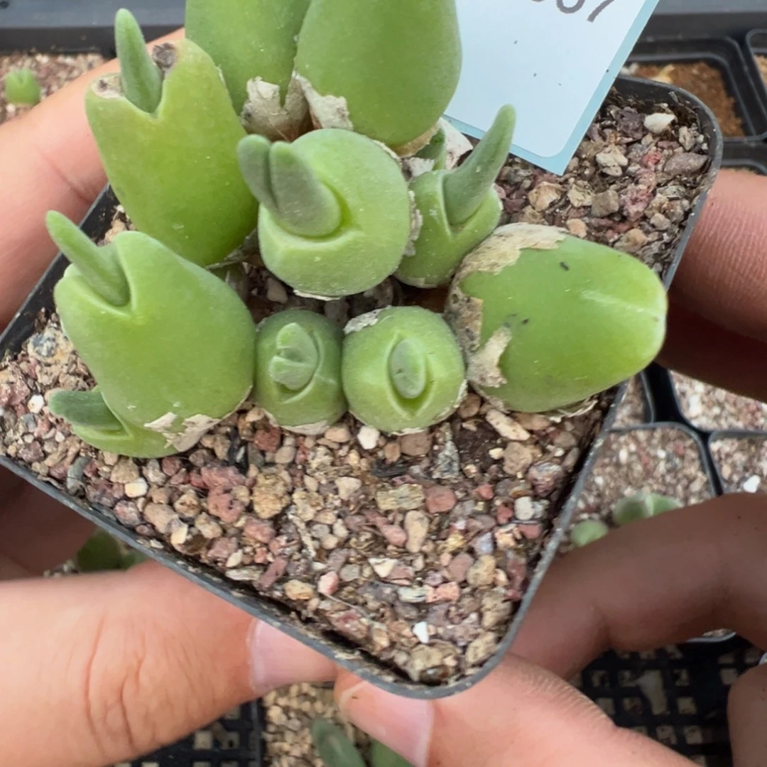 佛***怀27-67肉锥多肉植物