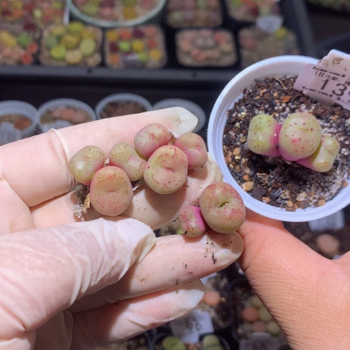 酒****?Zzz 精品生石花139