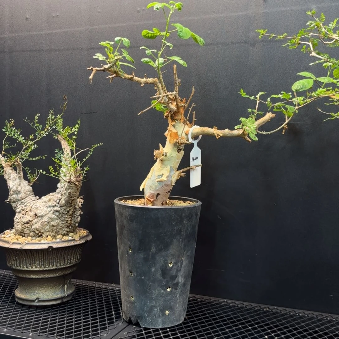 图坎蓝白皮带盆土发