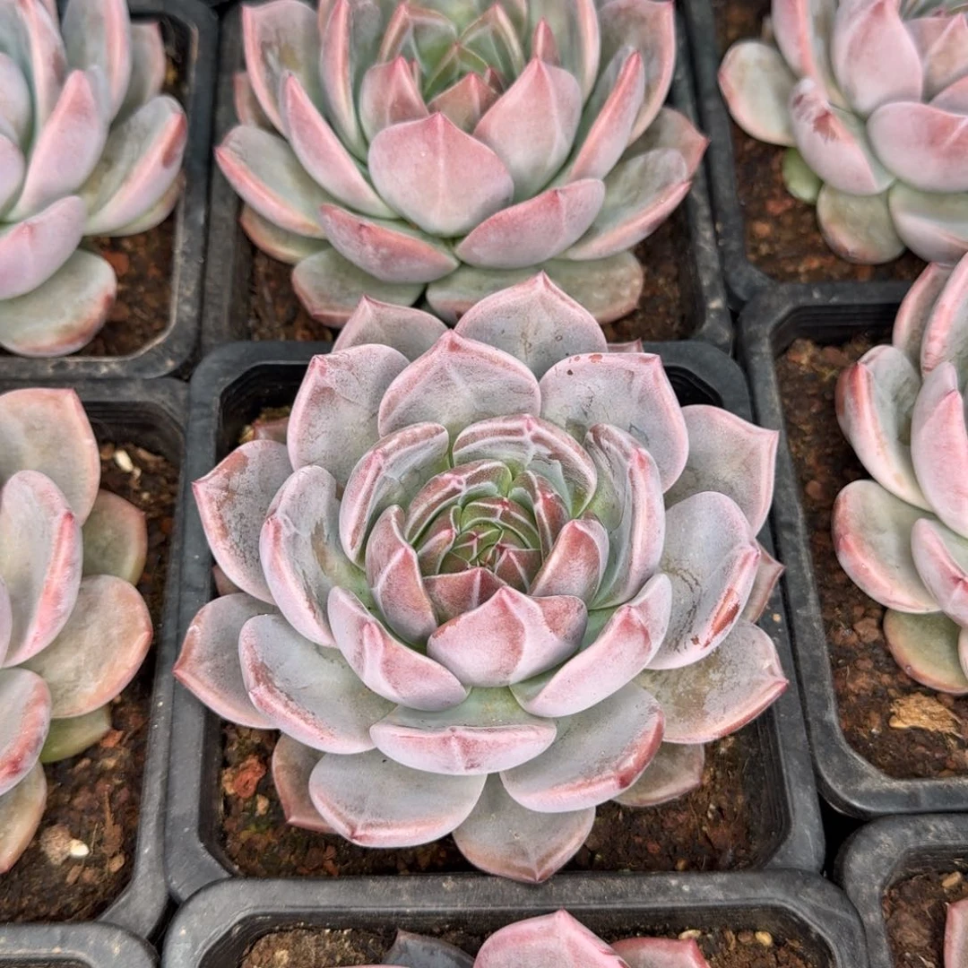 从前慢花园多肉编号唐古拉