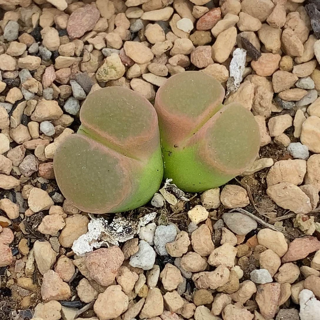 桃喜花园0511-53风铃