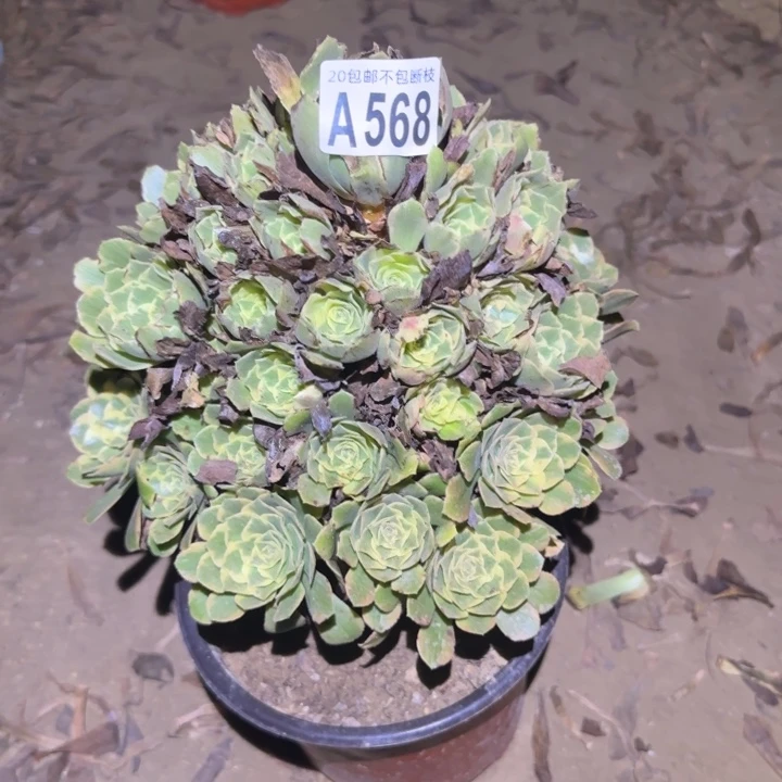 知夏！不包断枝……多肉植物