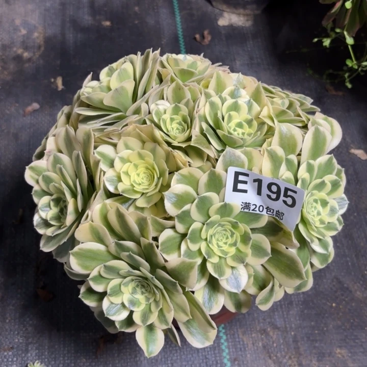 瑞妈一物一拍 195