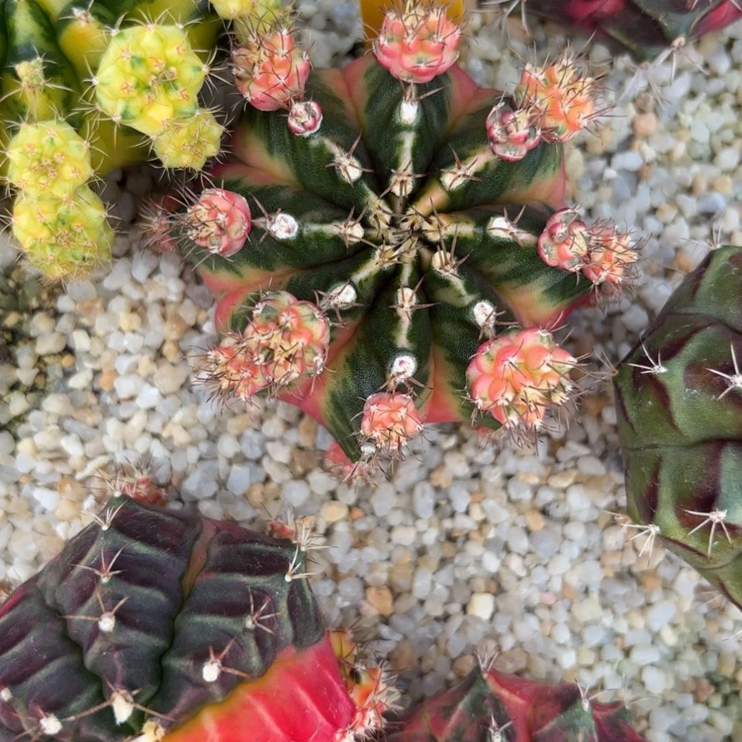 41-0105泰国发货多肉