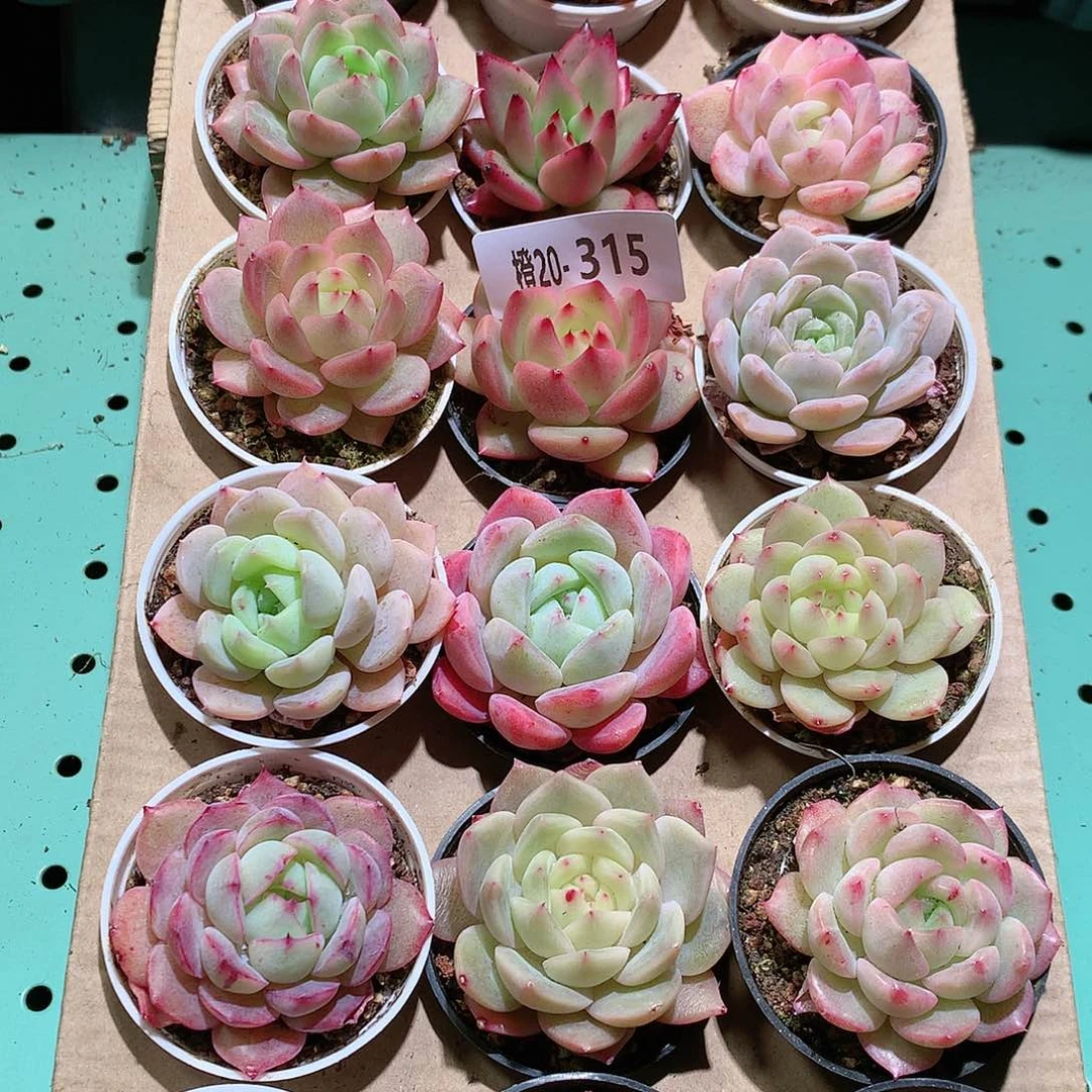 20-315一物一拍带盆18颗