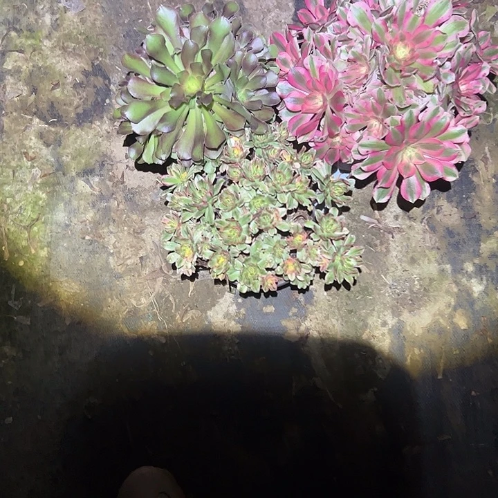 不包侧枝一物一拍26