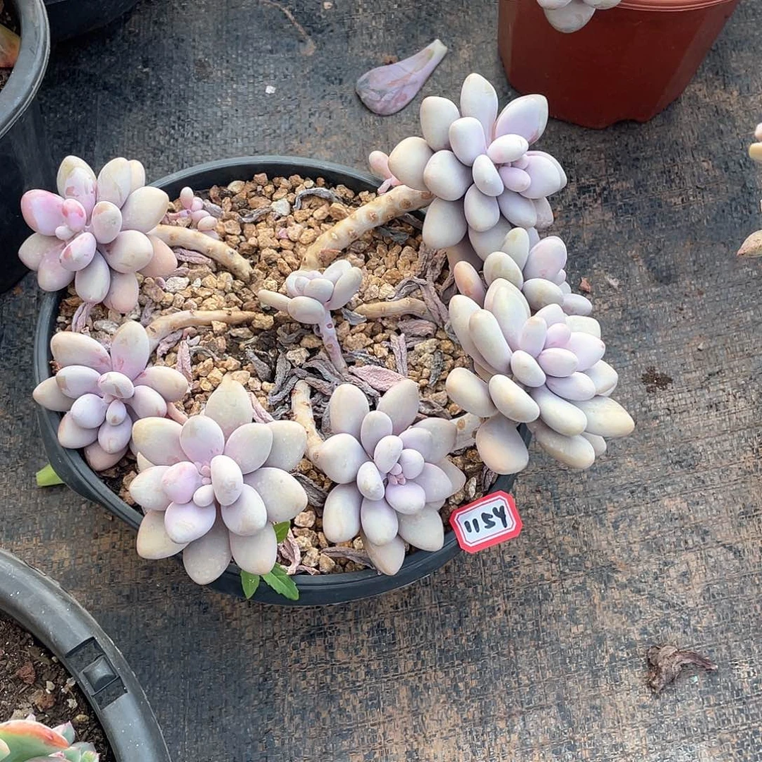 1154桃蛋 一物一拍多肉