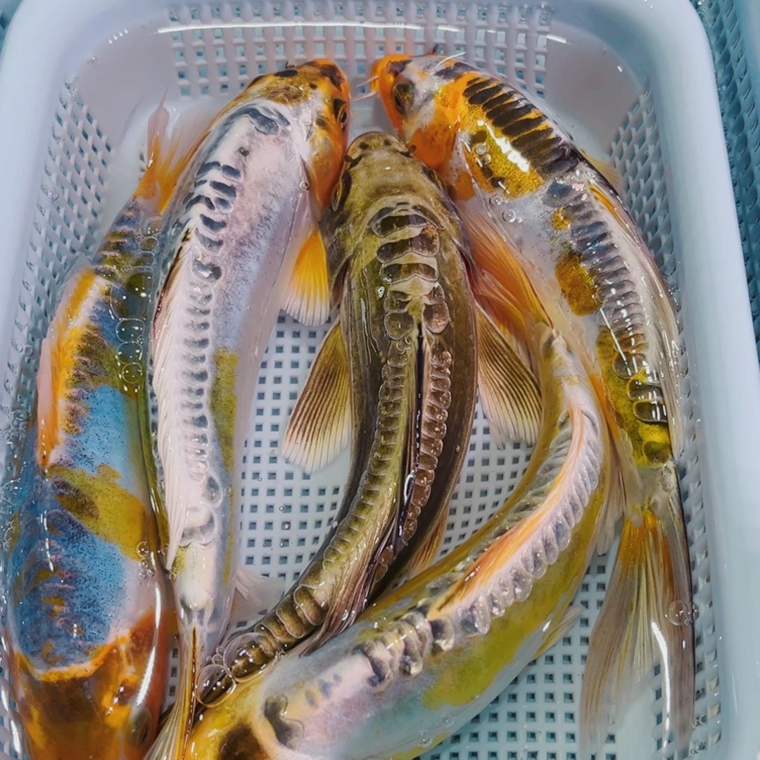 锦鲤锦鲤冷水鱼观赏145