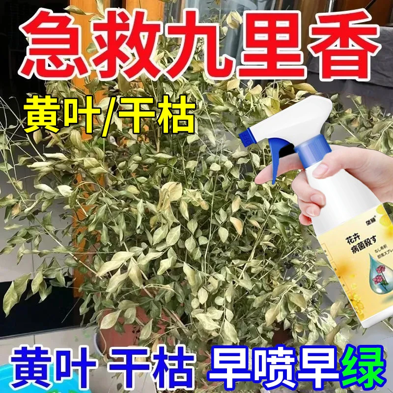 九里香叶子发黄肥料营养液喷雾黄叶掉叶枯叶枯萎叶斑免稀释急救液