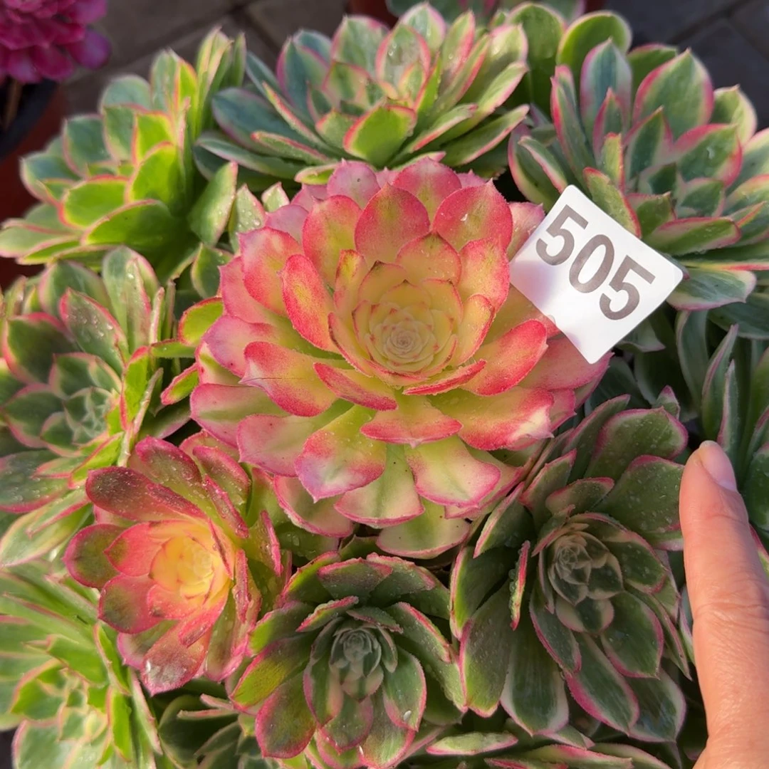 随***在多肉植物505海鲜法师