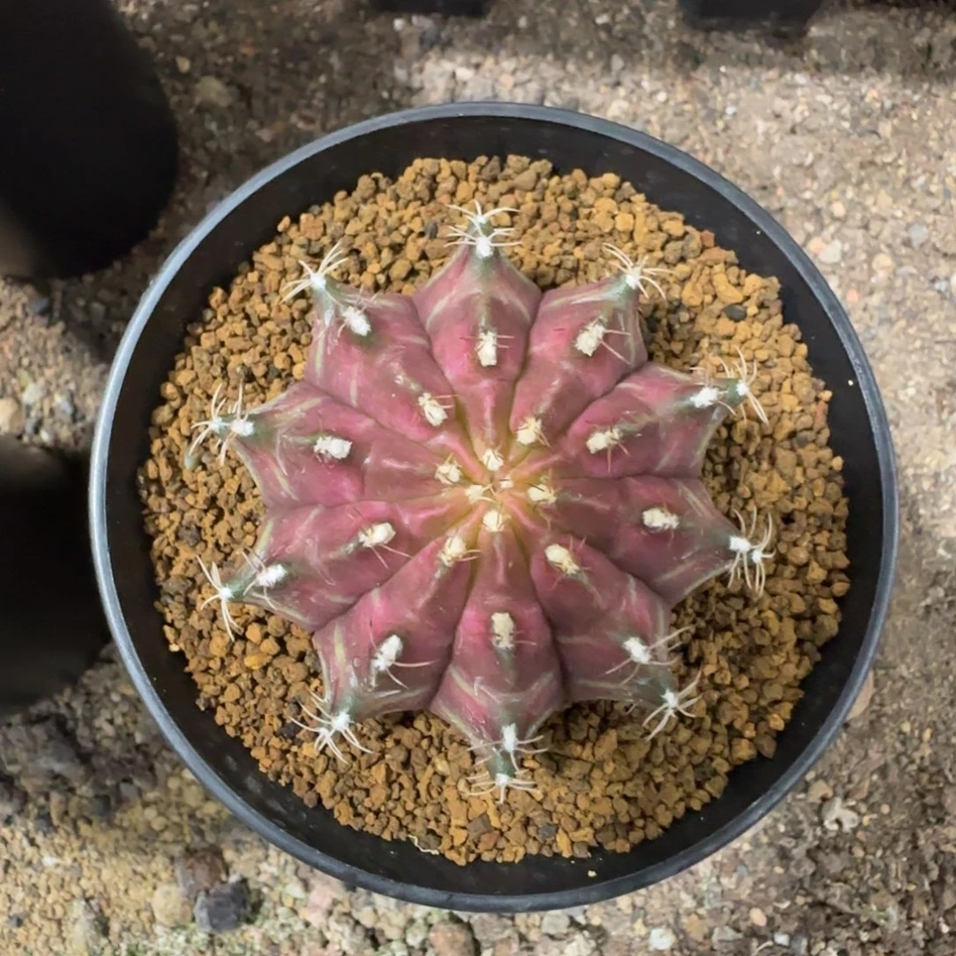 泰系实生轮回福利价