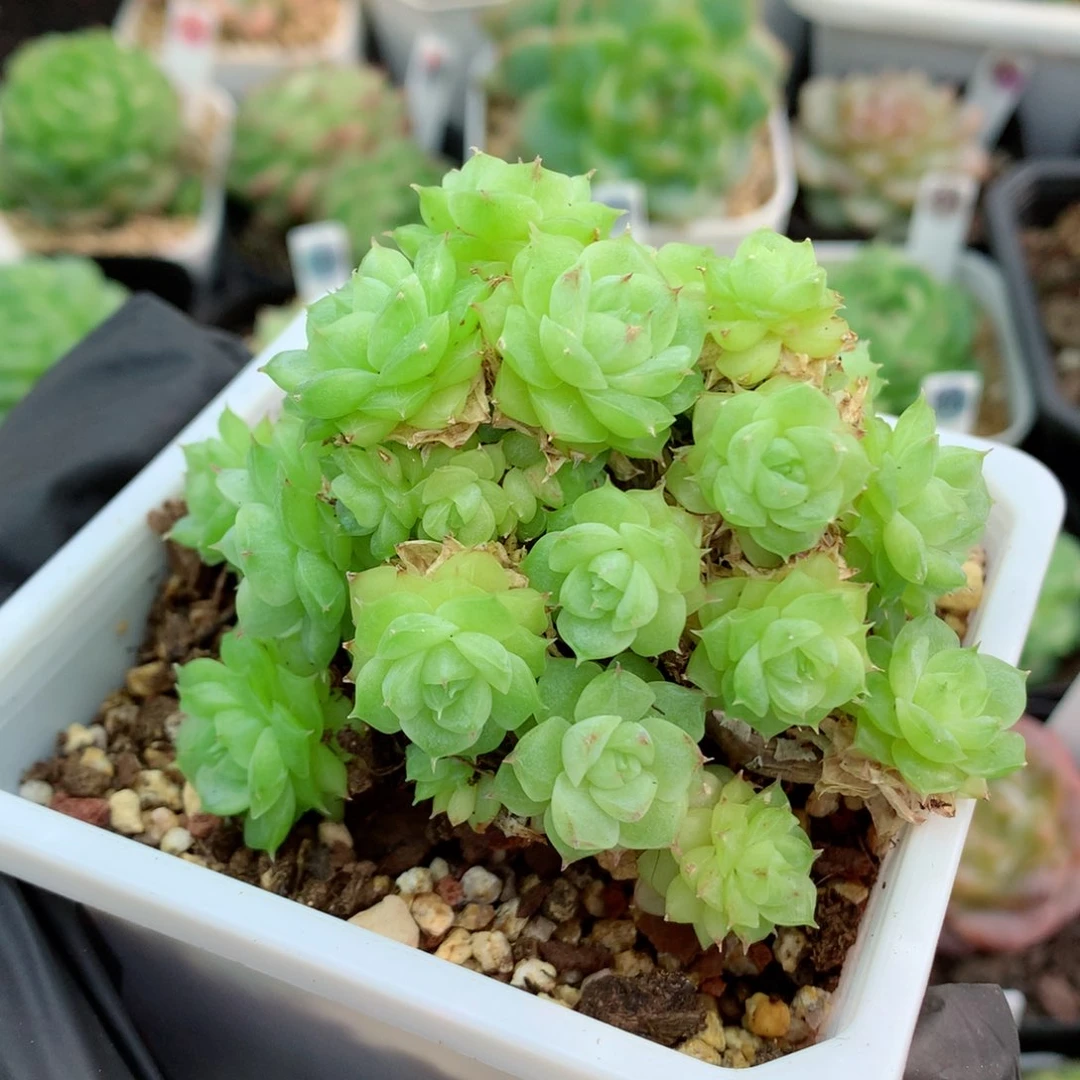 58包邮  群生不包整麦秆群33