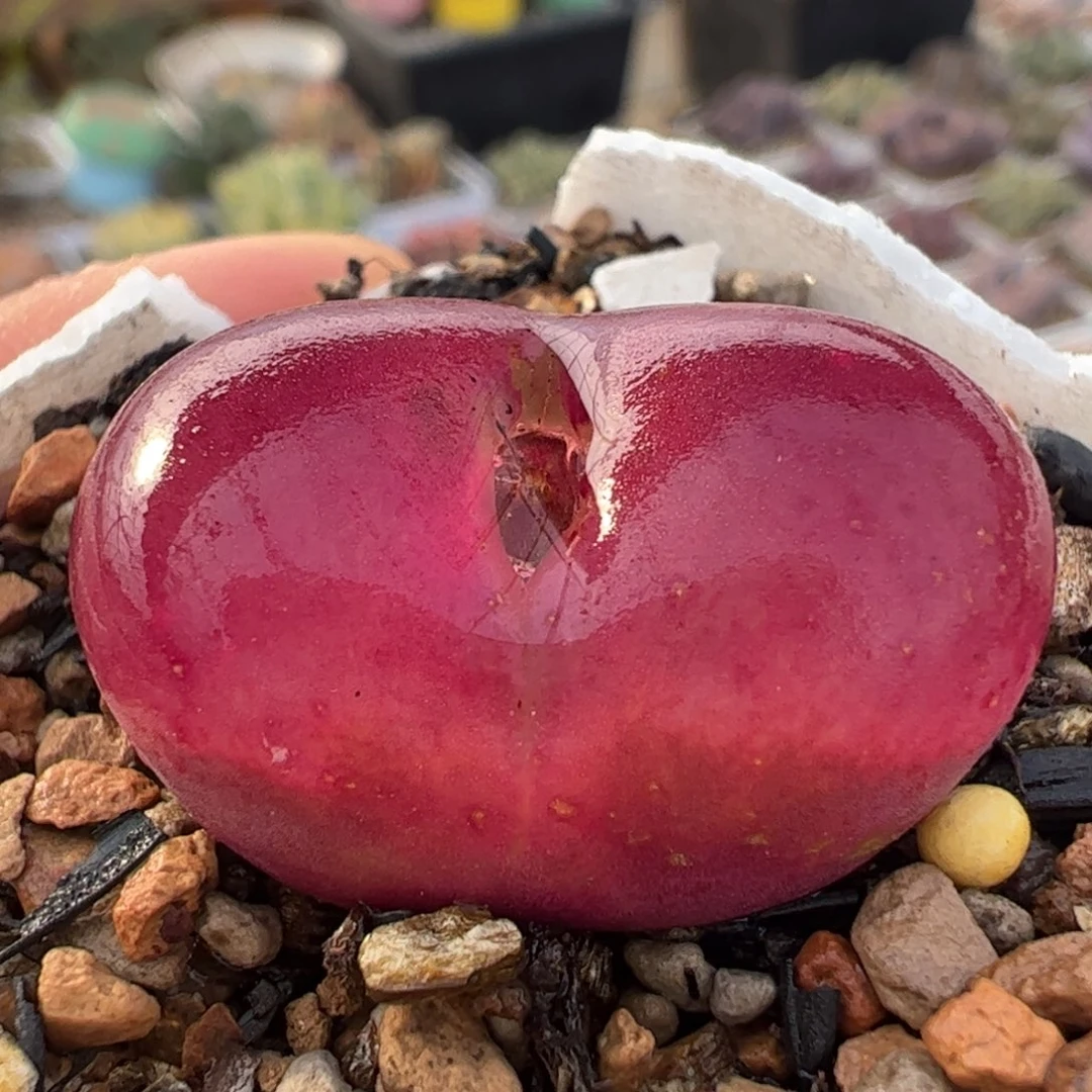 2.7厘米超级毛多肉植物百科