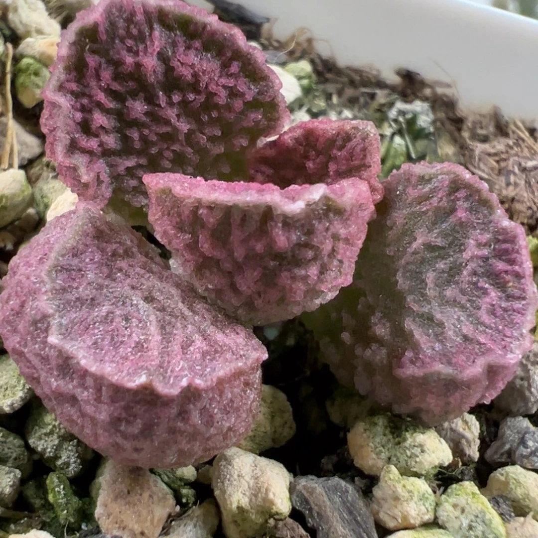 实生新品多肉植物水泡多肉植物水泡