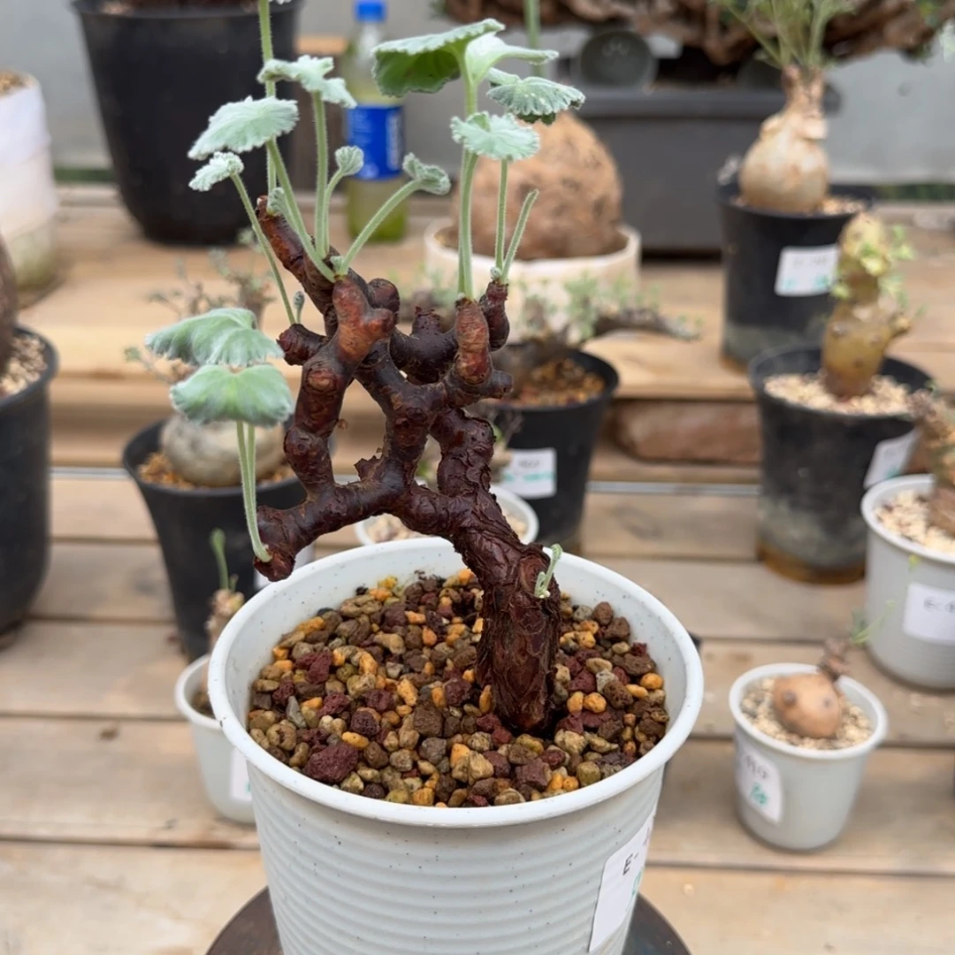 421枝干洋葵块根植物