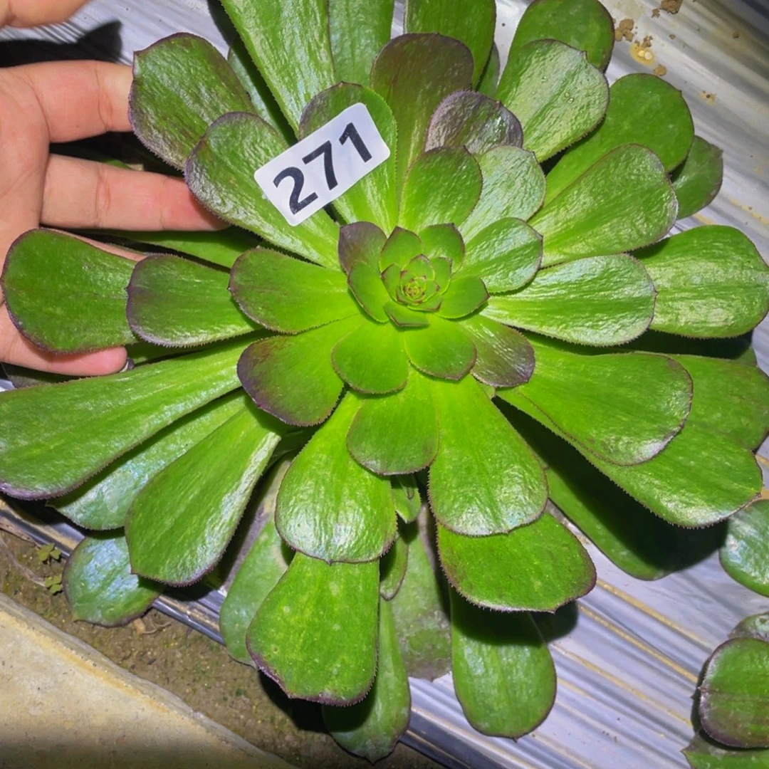 271万圣节多肉植物