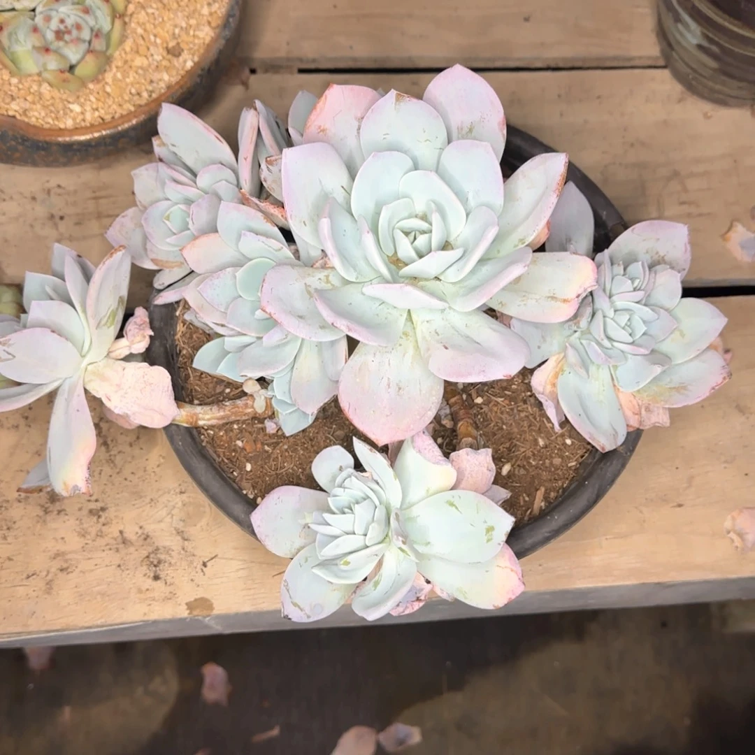 多肉植物多肉植物