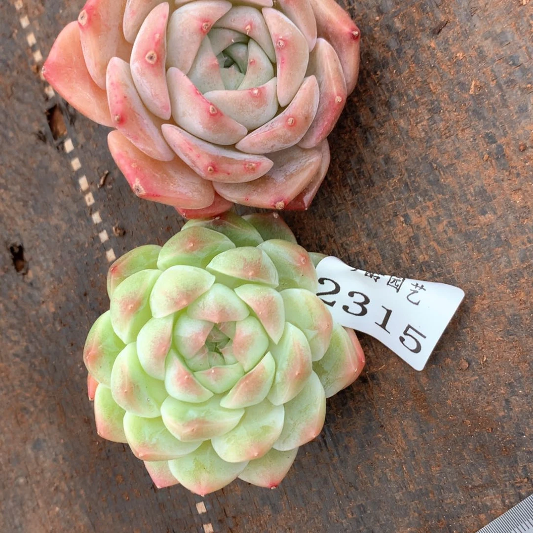 红*瑚2314-2315两颗杂交多肉植物