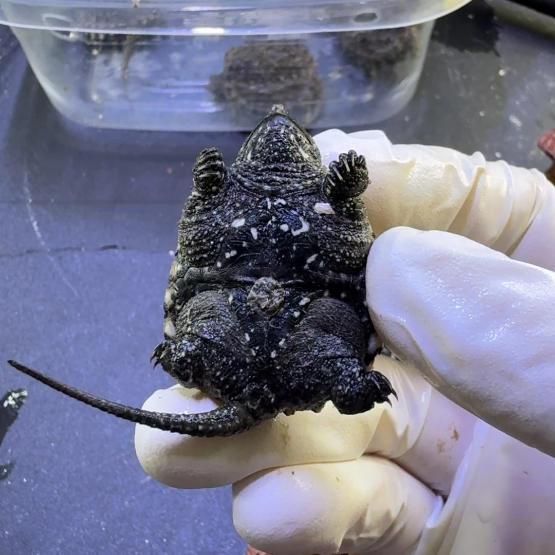 母绿毛龟佛鳄苗子