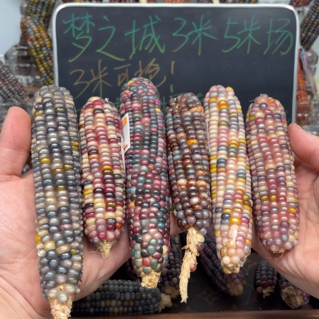 柏香籽/百香籽吊坠Y***贝