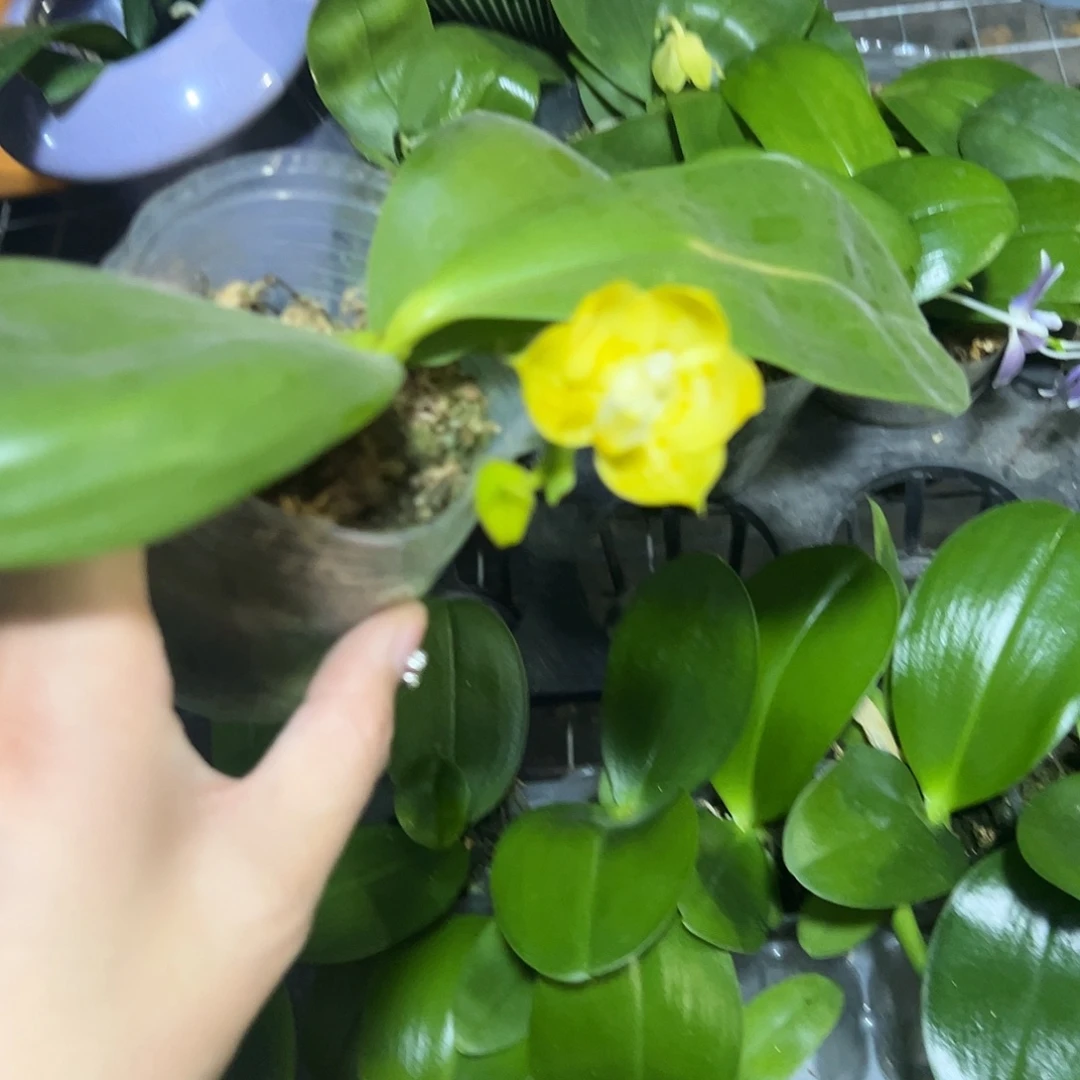 完全开放雅风情歌处理