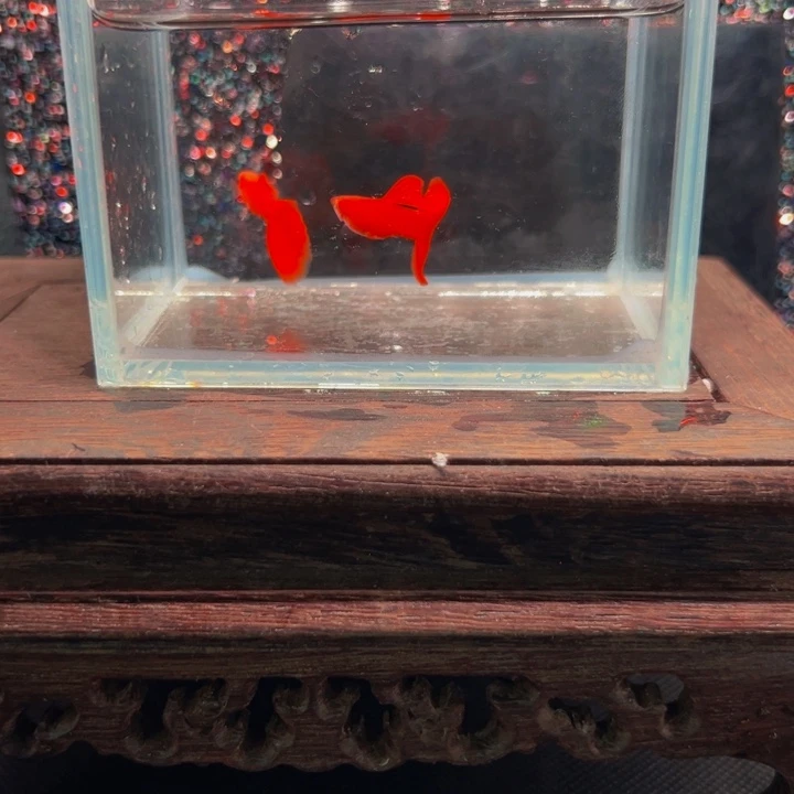 孔雀鱼血红俩公包邮