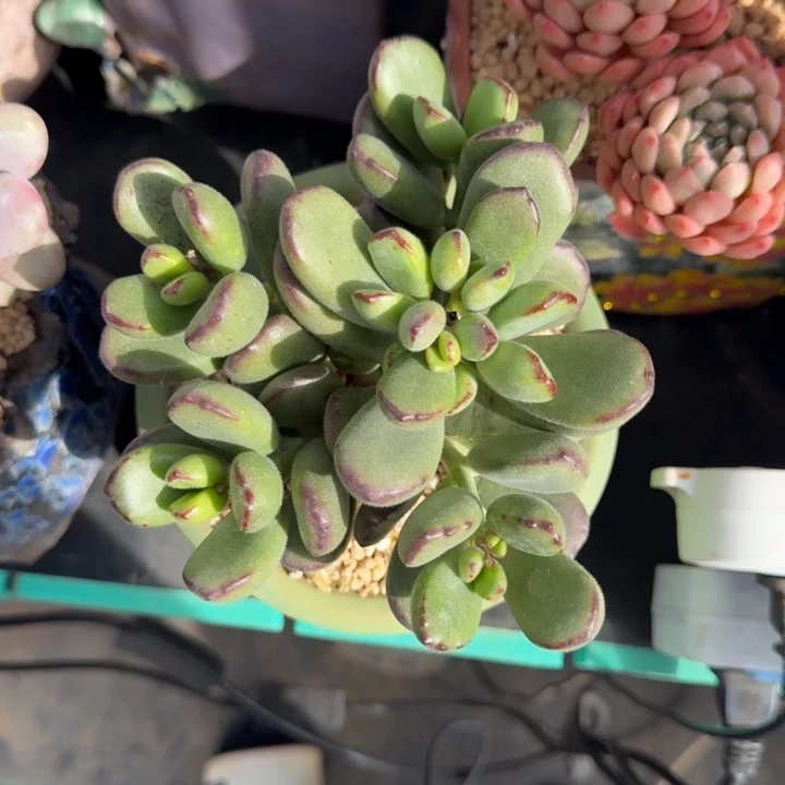 乒乓熊 群生  一物一拍