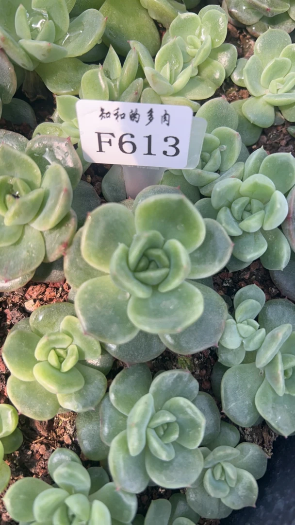 知和的多肉F613专拍链接