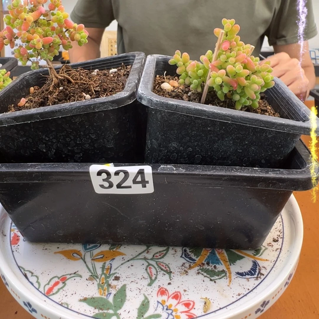 枝干番杏多肉植物324